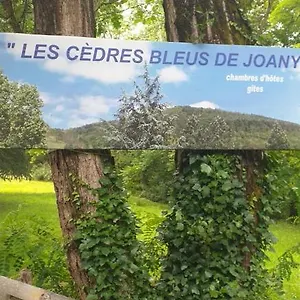 Les Cedres Bleus De Joany Viviez